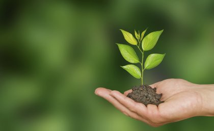 Rising temperatures will put almost one quarter of trees in Australian cities at risk by 2070.